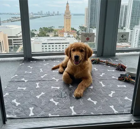 Dog pad lifestyle reference